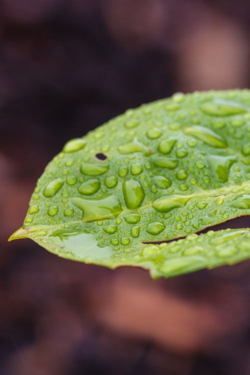 leaf nature green