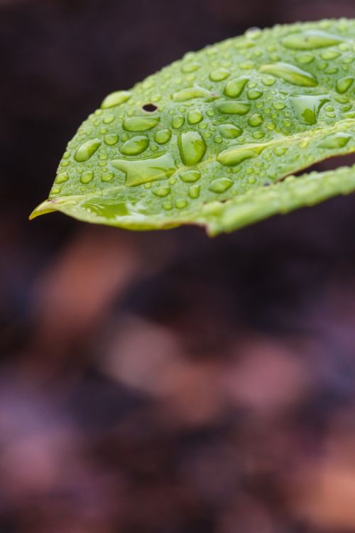 leaf nature green