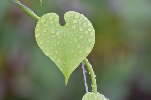 leaf droplets wet leaf