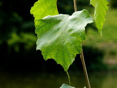 leaf autumn leaf autumn