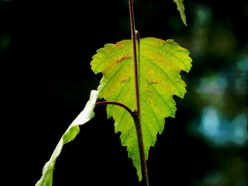 leaf autumn leaf autumn