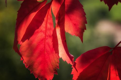 leaf red lichtspiel