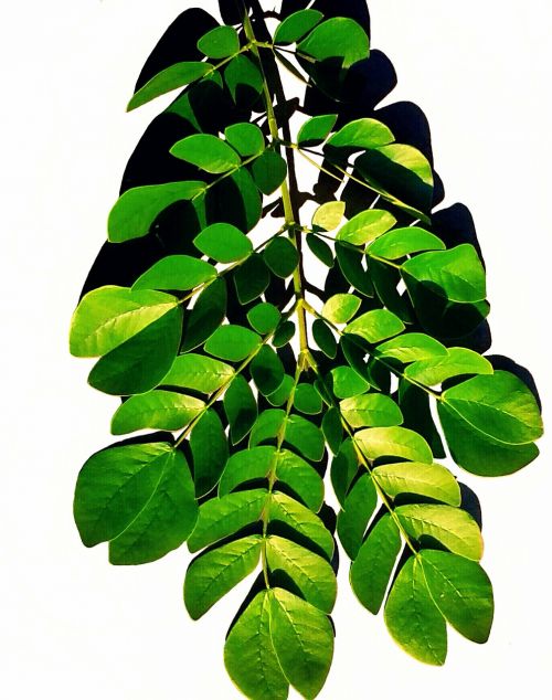 leaf nature plant