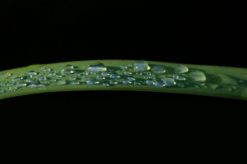 leaf drop of water raindrop
