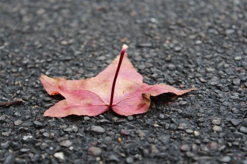 leaf nature ground