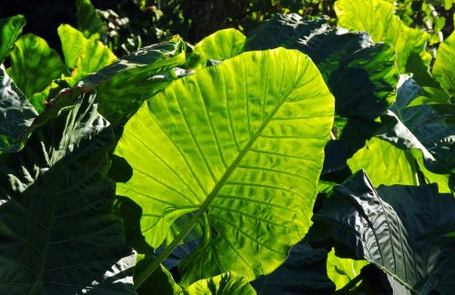 leaf tropical plant green