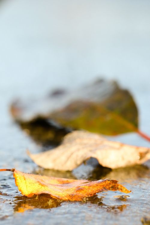 leaf autumn leaves autumn