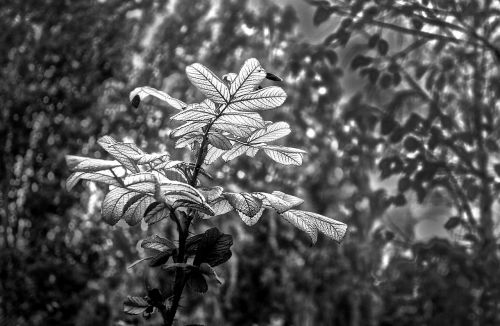 leaf branch foliage