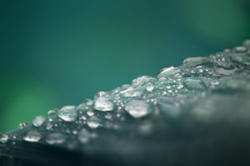 leaf drip drop of water