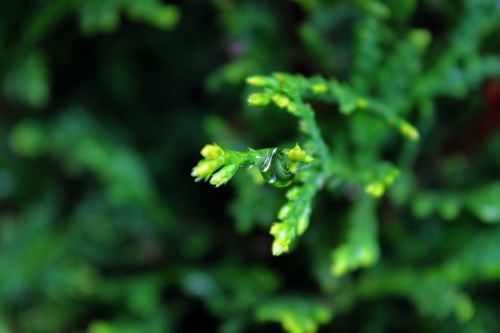 leaf raindrop nature