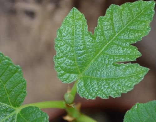 leaf fig fractals