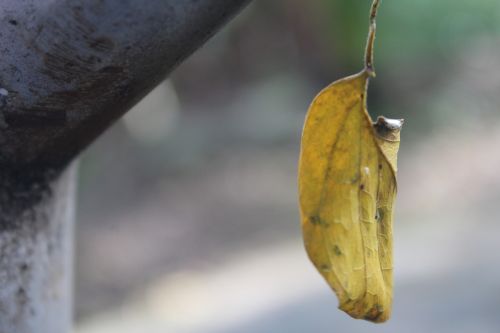 leaf photography garden