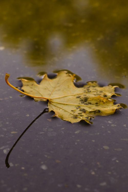 leaf autumn leaves nature