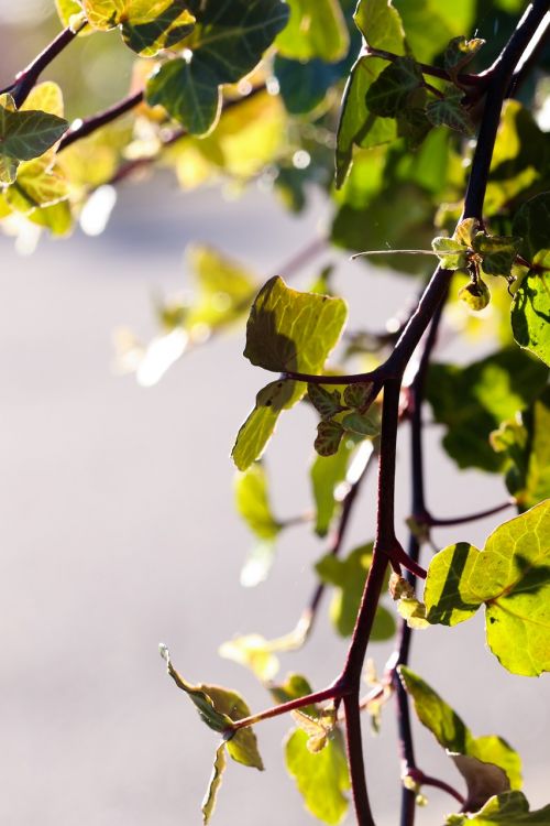 leaf autumn leaves green