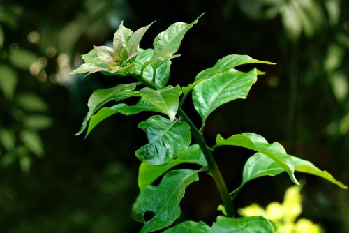leaf green bougeinville