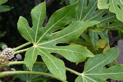 leaf plant green