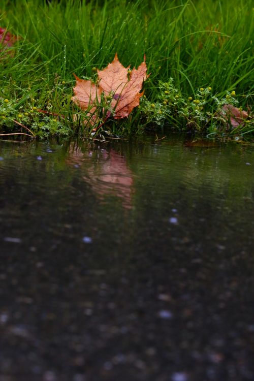 leaf puddle reflection