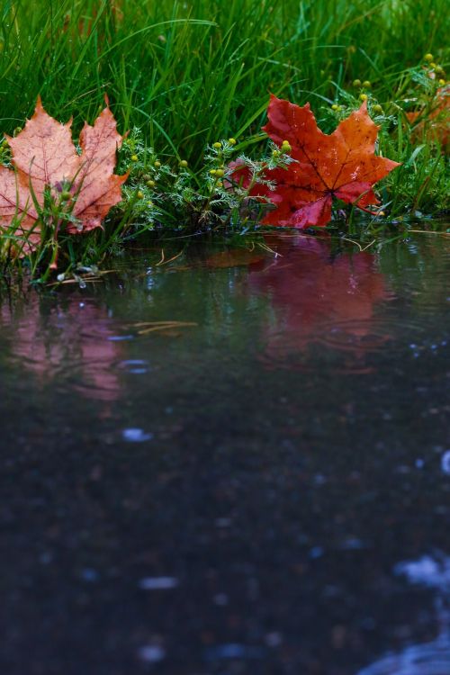 leaf puddle reflection