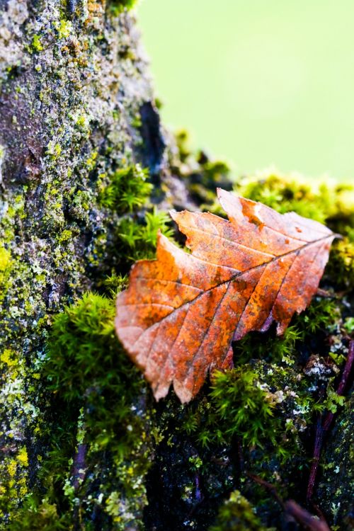 leaf tree nature