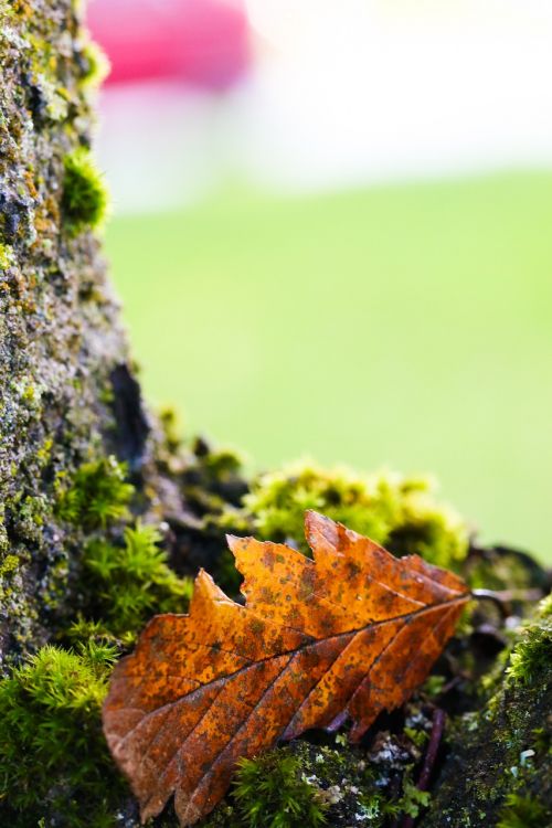 leaf tree nature