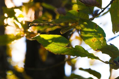 leaf tree nature