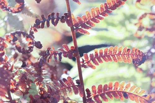 leaf plant nature