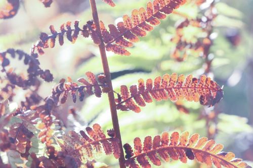 leaf plant nature