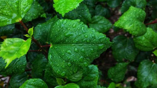 leaf water dew
