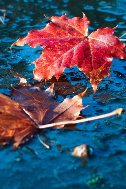 leaf autumn puddle