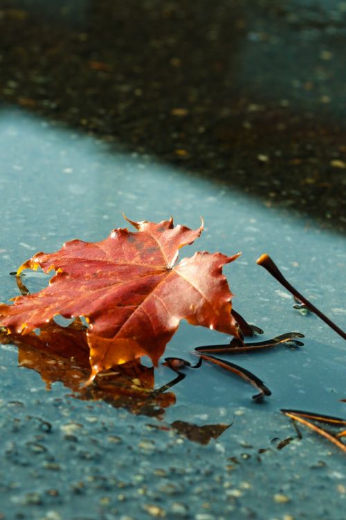 leaf autumn puddle