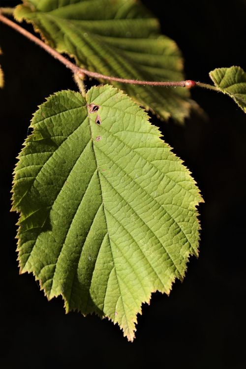 leaf hazelnut green