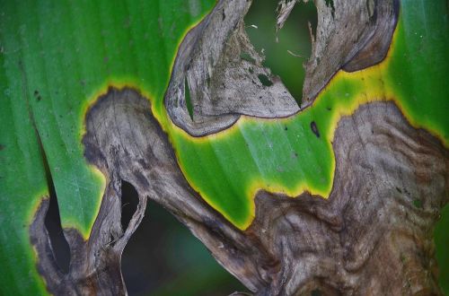 leaf leaves colorful