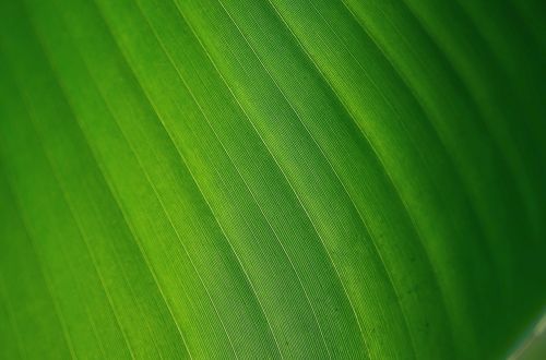 leaf leaves colorful