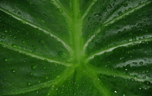 leaf leaves colorful