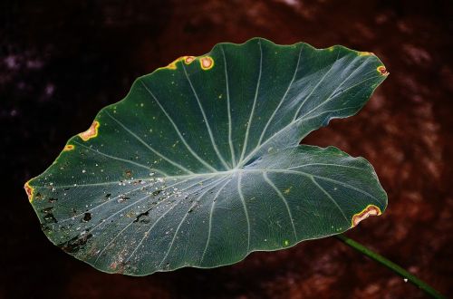 leaf leaves colorful