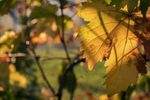 leaf screw vineyard