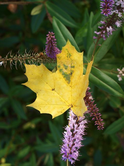 leaf autumn flower