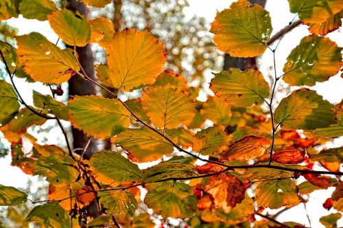 leaf branch tree