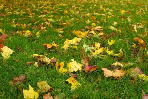 leaf autumn fall