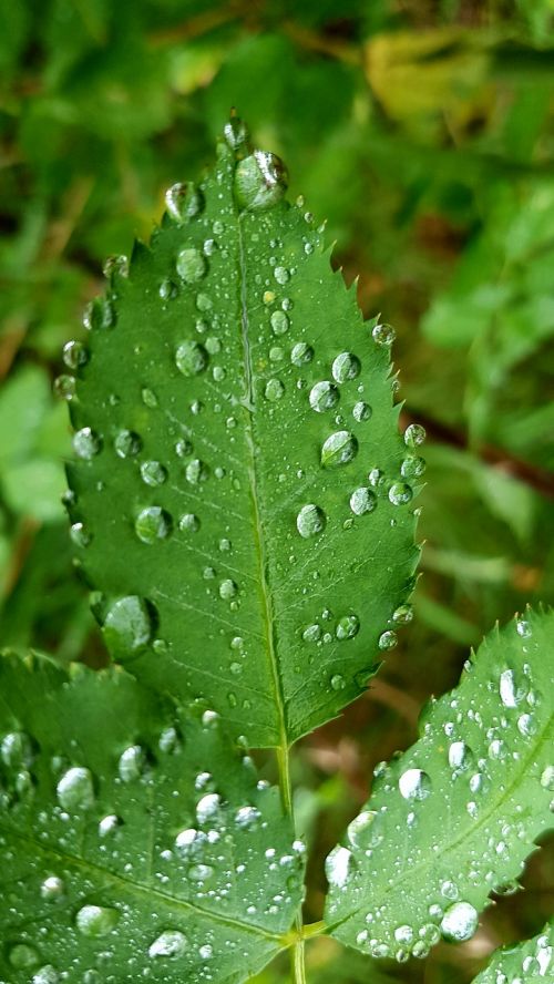 leaf rain dew