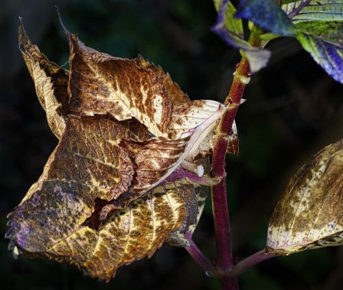 leaf autumn fall color