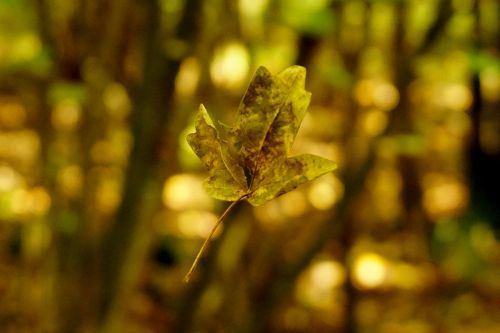 leaf floating foliage leaf