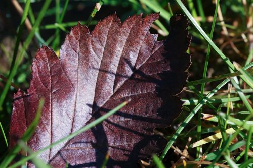 leaf autumn fall