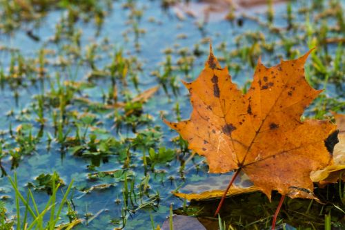 leaf autumn puddle