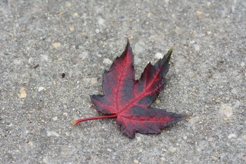 leaf red concrete