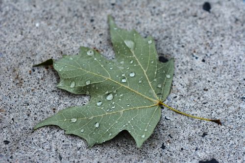 leaf green concrete