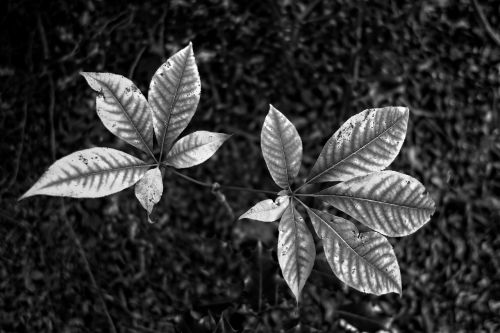 leaf foliage plant