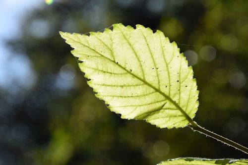 leaf tree nature