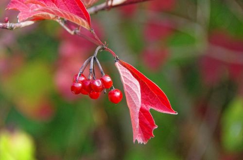 leaf fall viburnum