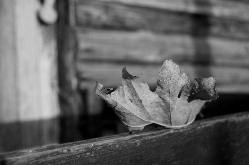 leaf autumn dead